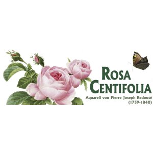Rosa Centifolia