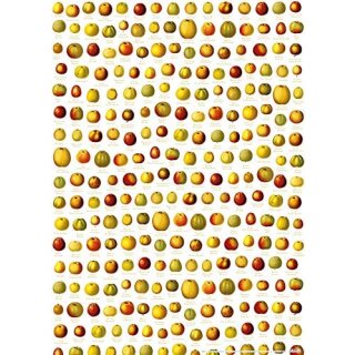 RFP131 - 25 Bögen Geschenkpapier "Pomologie der Äpfel"