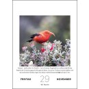 Steffny, Herbert -  Vogelkalender 2024 - Tagesabreißkalender zum Aufstellen oder Aufhängen -