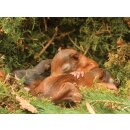 RFPB044 - Postkartenbuch : Eichhörnchen