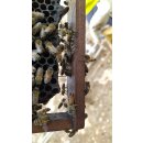 Kretischer Honig : Thymian Honig im 450g Glas