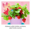 Feen-Erdbeeren - Experimentierkasten