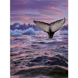 RFPB104 - Postkartenbuch - Wale