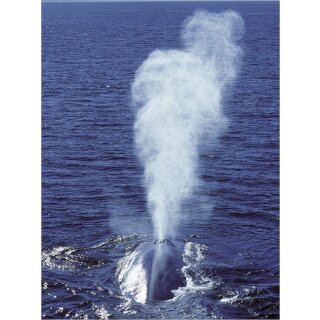 RFPB104 - Postkartenbuch - Wale