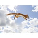 RFPB100 - Postkartenbuch : Lustige Eichhörnchen